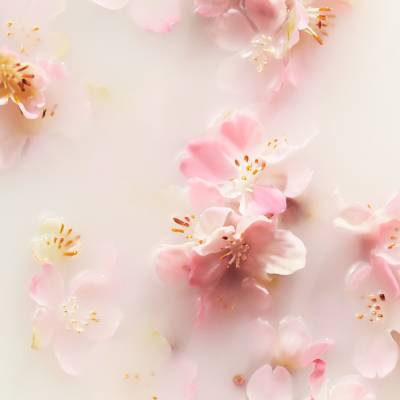 Huiskamer Bijbel aardolie RITUALS The Ritual of Sakura Shampoo 250 ml | FEELUNIQUE